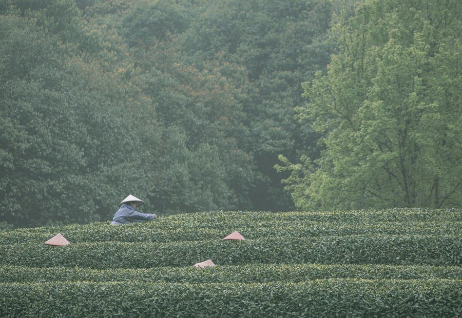 Plantação de chá Longjing em Hangzhou